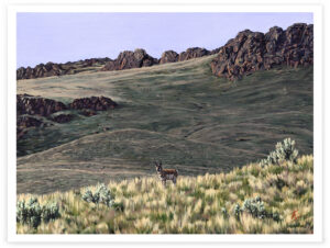 Owyhee Pronghorn